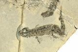 Permian Amphibian (Sclerocephalus) Fossils - Germany #264864-1